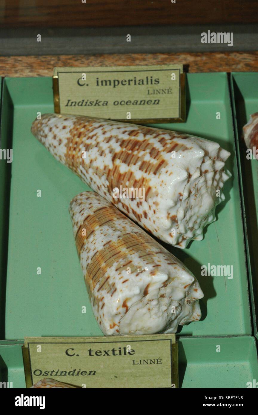 Kegelschnecke (Conus imperialis) Stockfoto