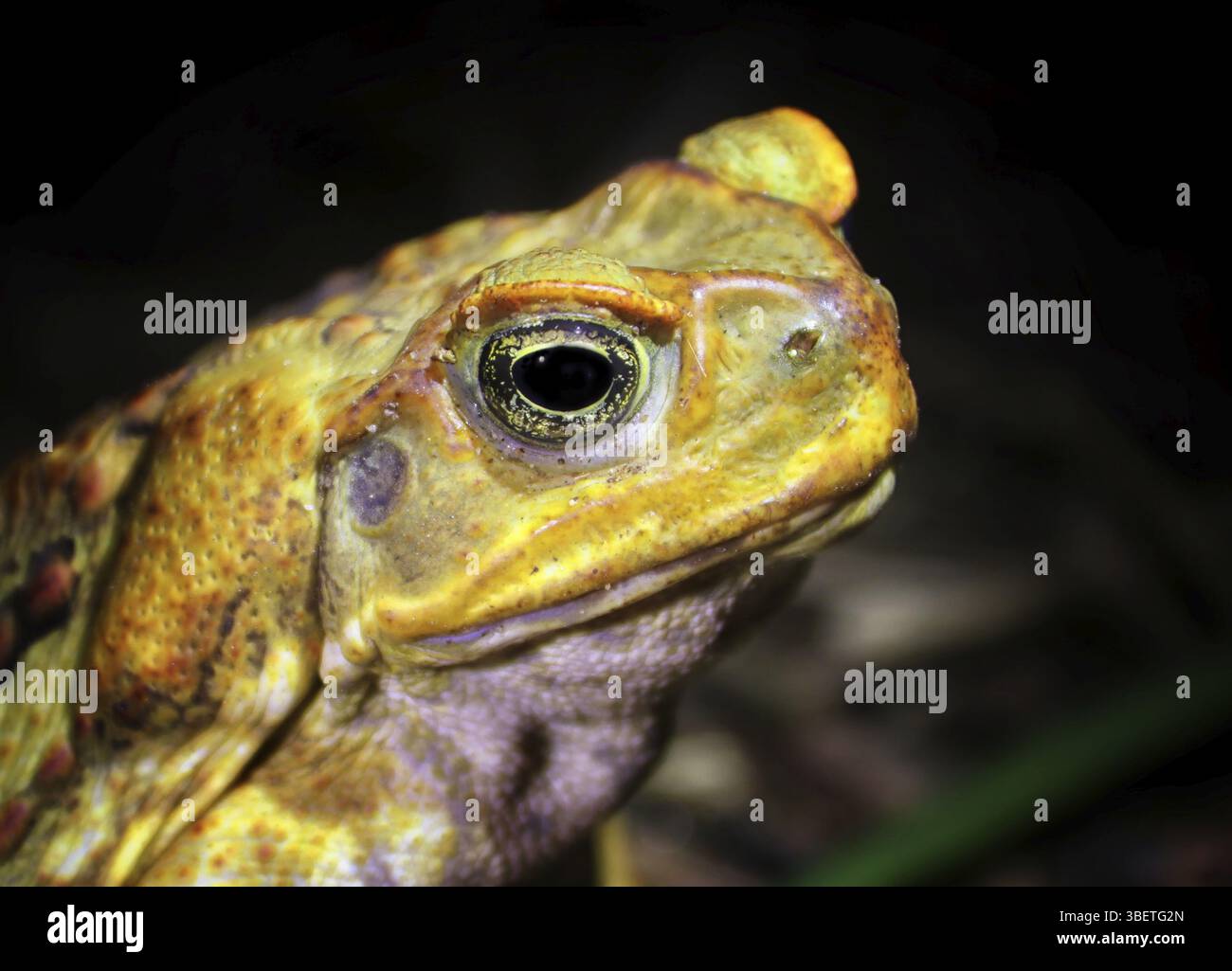 AGA Kröte (Rhinella Marina) Stockfoto