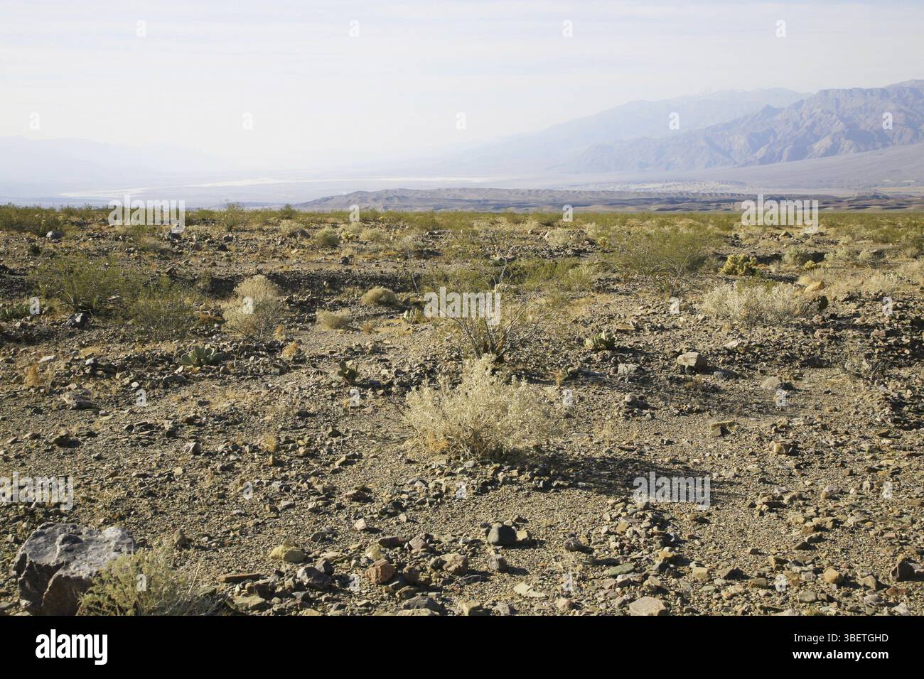 Wüste in Nevada Stockfoto