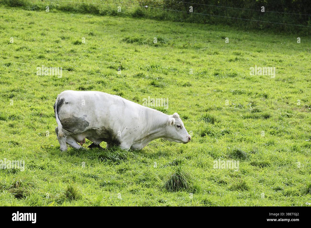 Charolais-Rinder (Bos primigenius taurus) Stockfoto