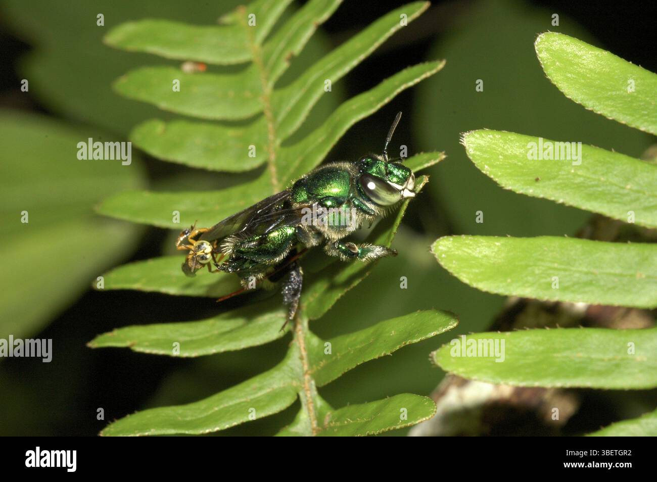Prächtige Biene angegriffen von stinklosen Bienen (Euglossa sp. + Tetragonisca-Angustula) Stockfoto