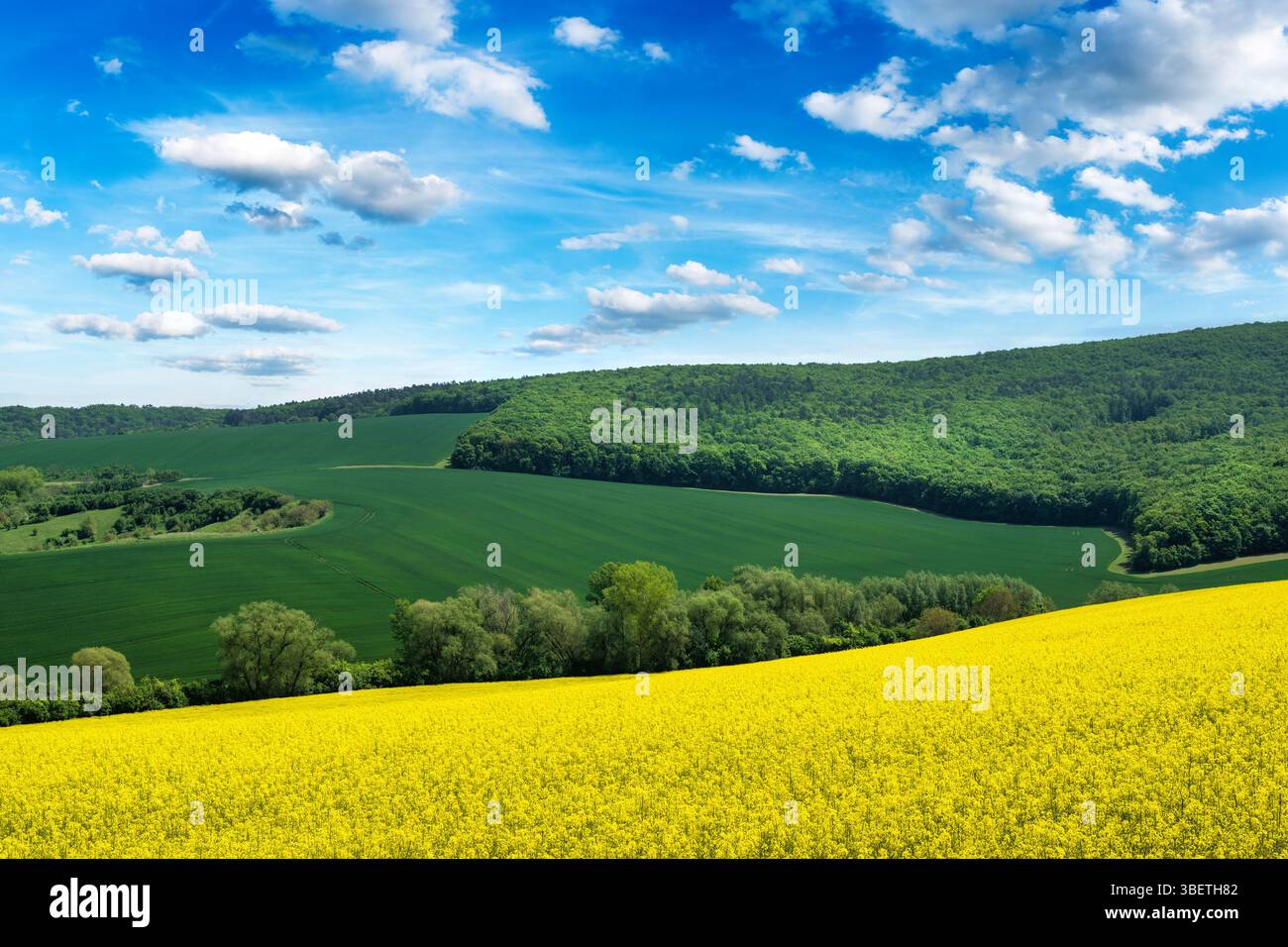 Wunderschöne Frühlingslandschaft mit Rapsfeld und blauem Himmel Stockfoto