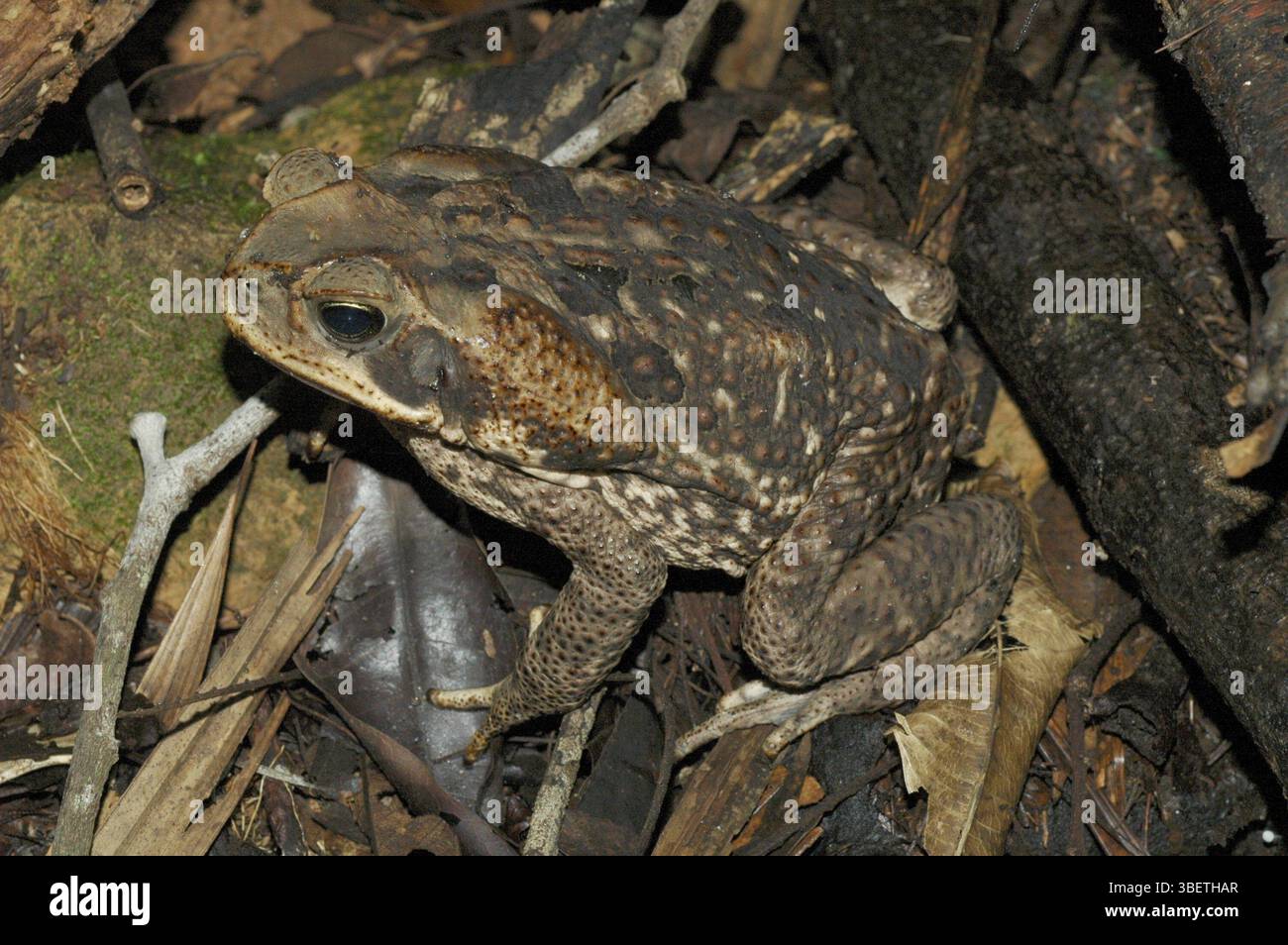 Aga-Kröte (Bufo Marinus) Stockfoto