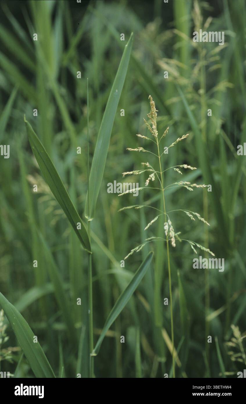 schilfkanariengras (Phalaris arundinacea) Stockfoto