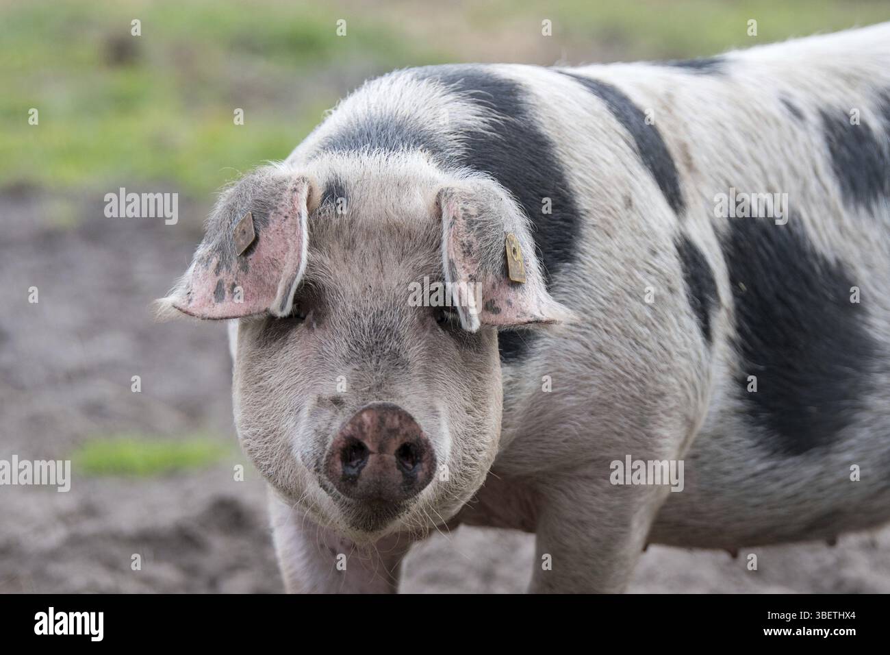 Farbenfrohe Bentheimer-Schwarzpastete Stockfoto