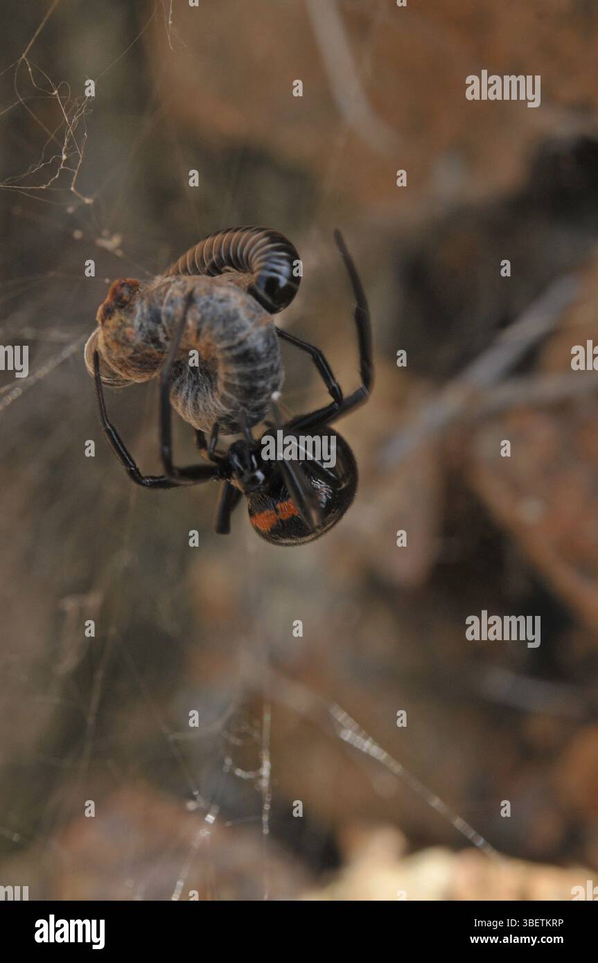 Falsche schwarze Witwe (Steatoda paykulliana) Stockfoto