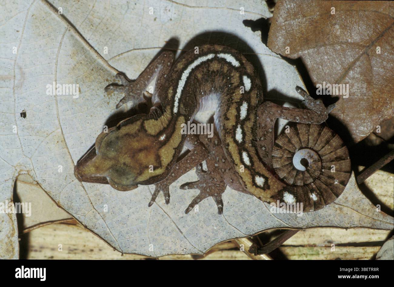 Katzengecko (Aeluroscabalotes sp.) Stockfoto