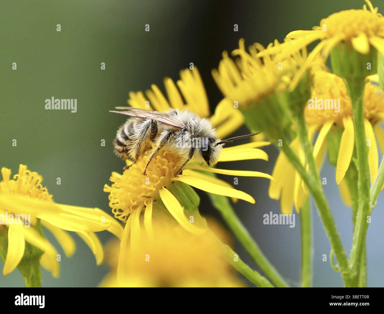Seidenbiene auf Ragkraut (Colletes daviesanus) Stockfoto