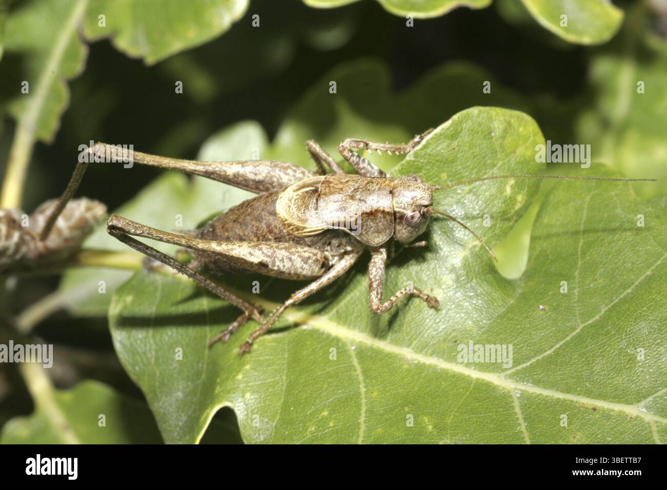 Buschgrille (Pholidoptera griseoaptera) Stockfoto