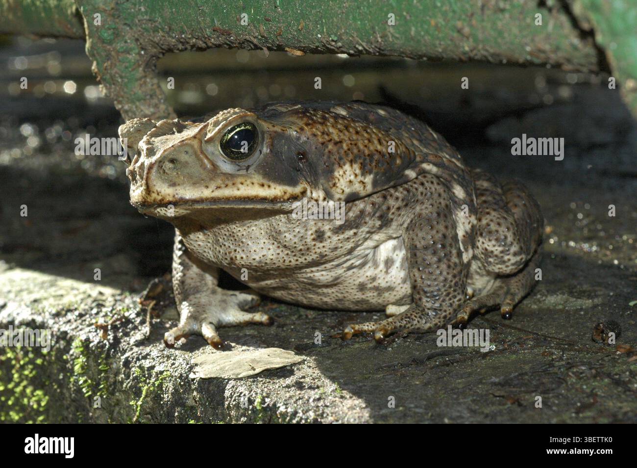 Aga-Kröte (Bufo Marinus) Stockfoto