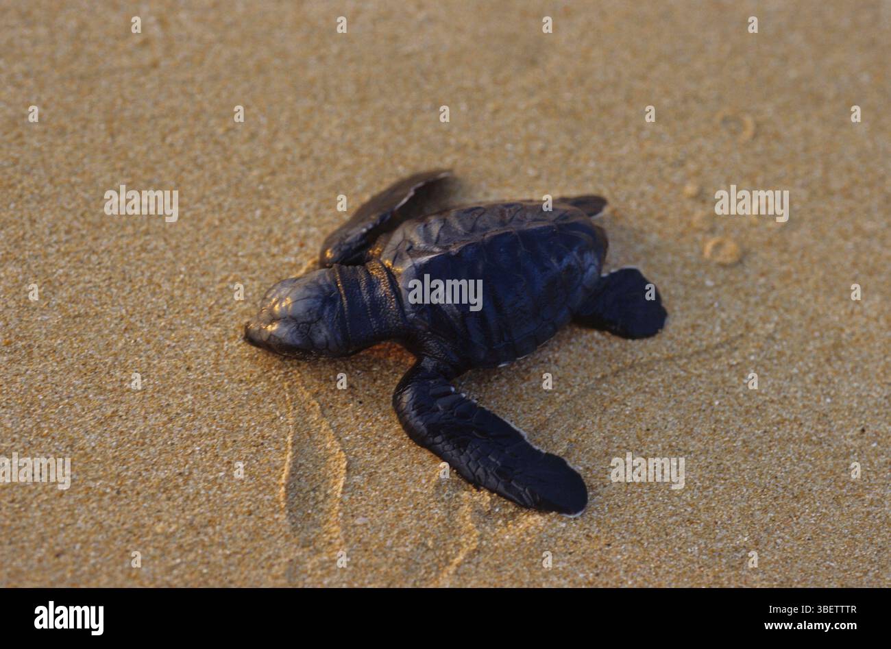 Suppe Schildkröte Baby (Chelonia mydas) Stockfoto
