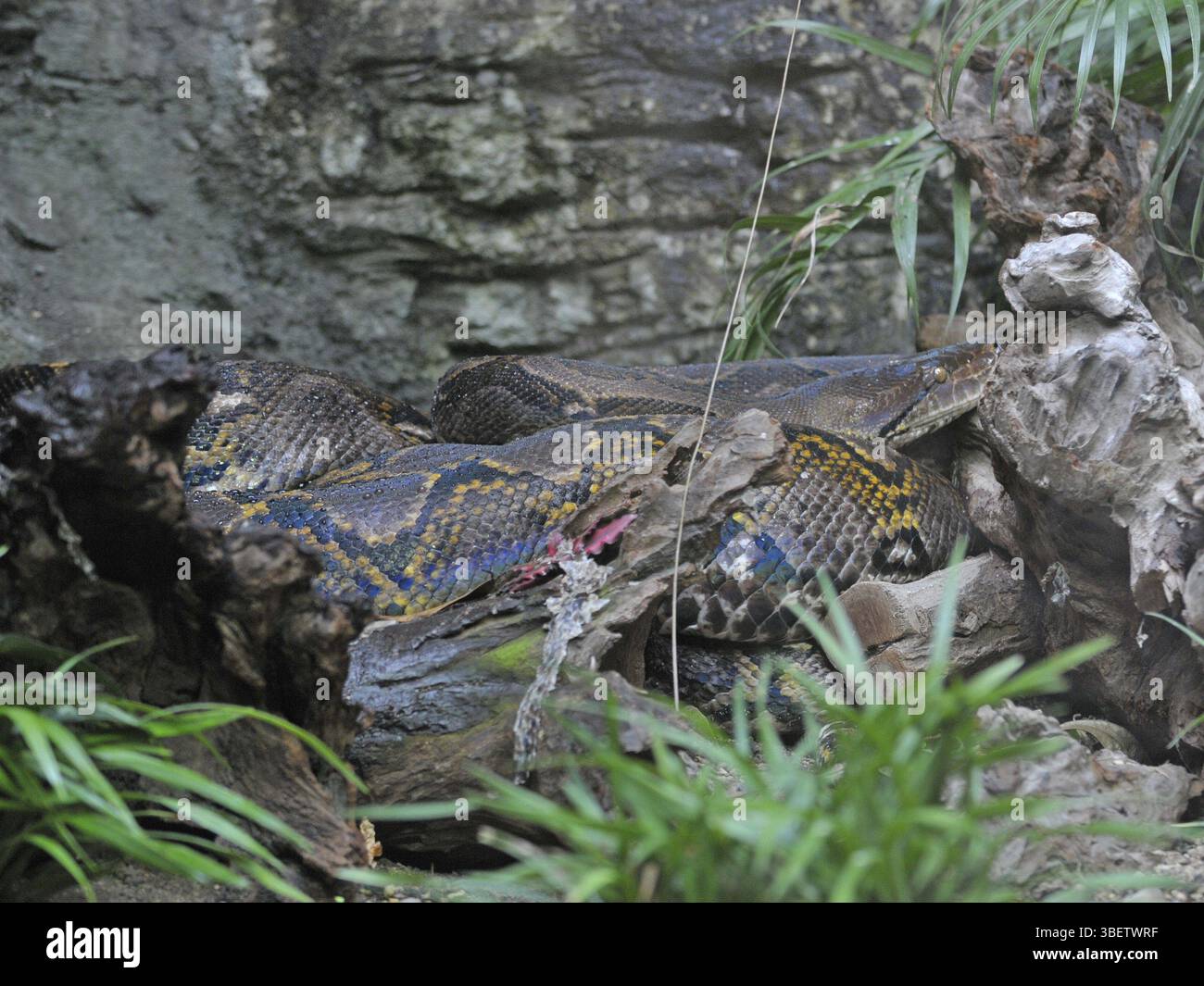 Netzpython Größe Python python reticulatus -Fotos und -Bildmaterial in hoher Auflösung ...