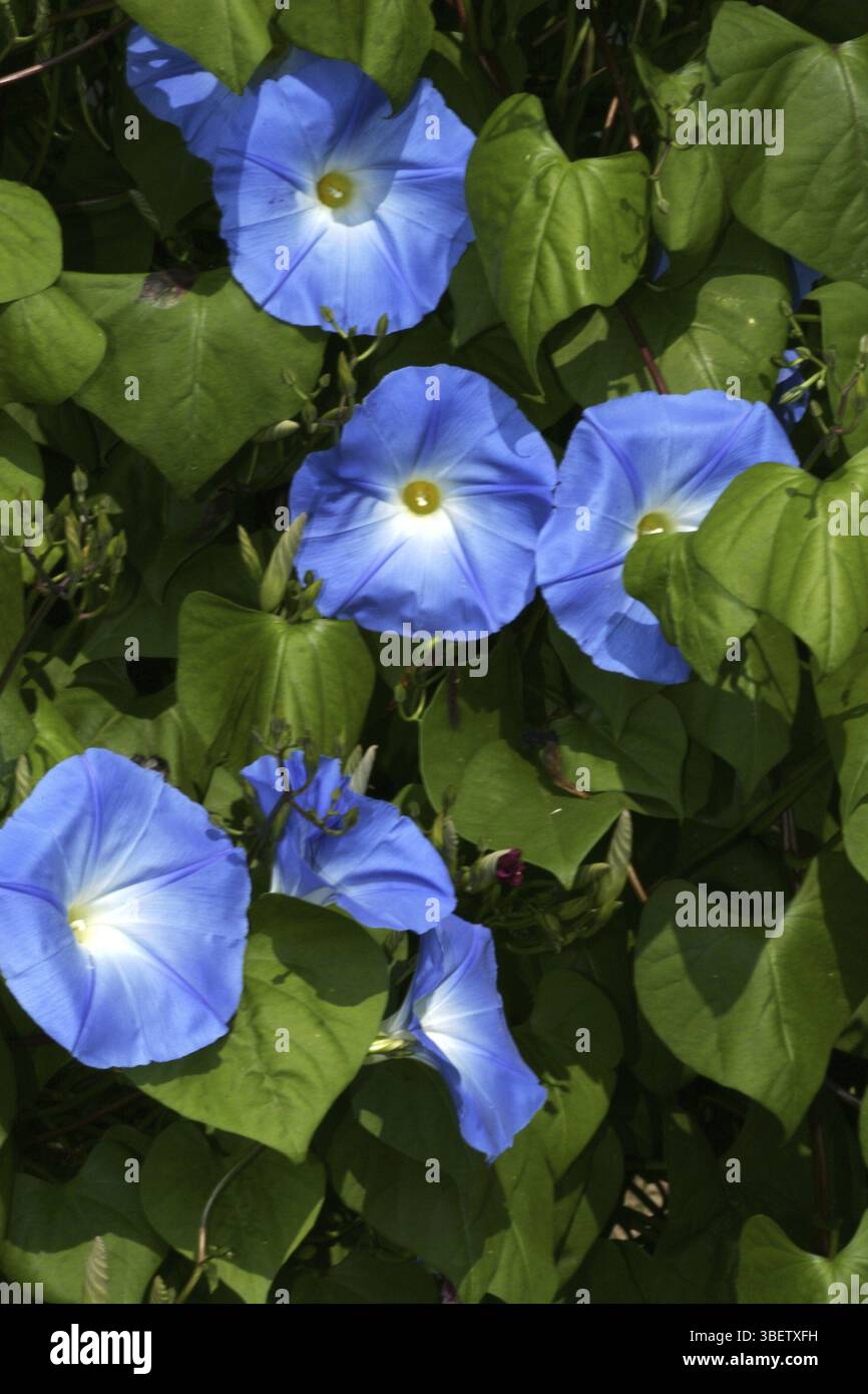 Convolvulus sabatius (Concolvulus sabatius) Stockfoto