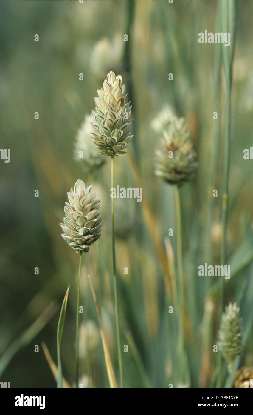 Kanariengras (Phalaris canariensis) Stockfoto