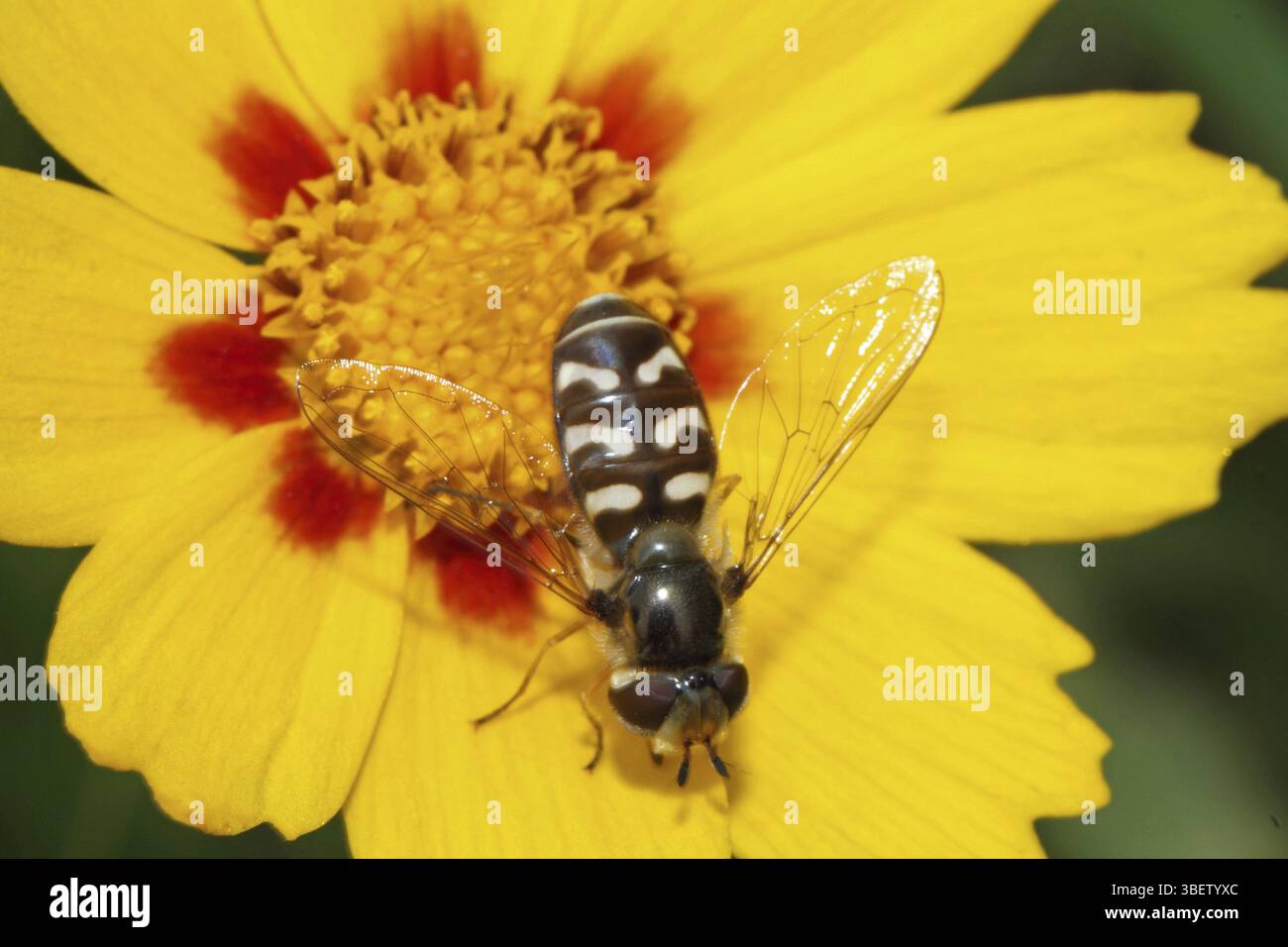 Scaeva pyrastri (Scaeva pyrastri) Stockfoto