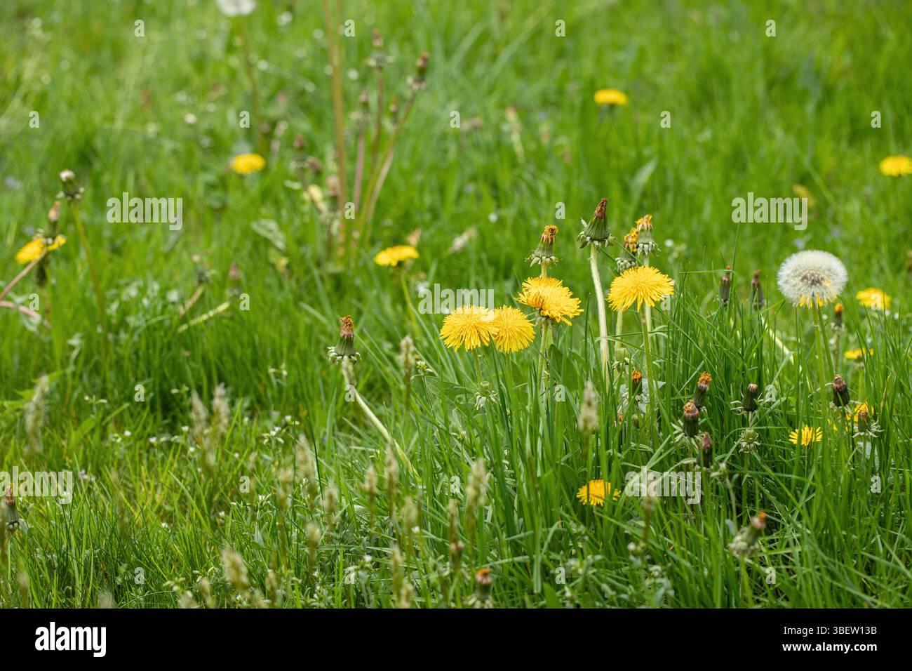 Blühender Löwenzahn auf einem unbegemähten Rasen. Stockfoto