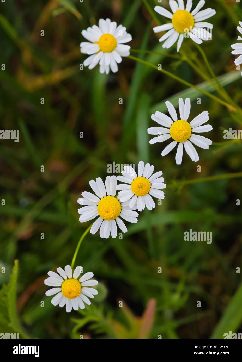 Gänseblümchen mit leuchtenden weißen Blütenblättern und gelben Mittelteilen zeichnen sich vor dem Hintergrund sattes grünes Gras aus. Die Blüten schwanken sanft im warmen frühlingsbree Stockfoto