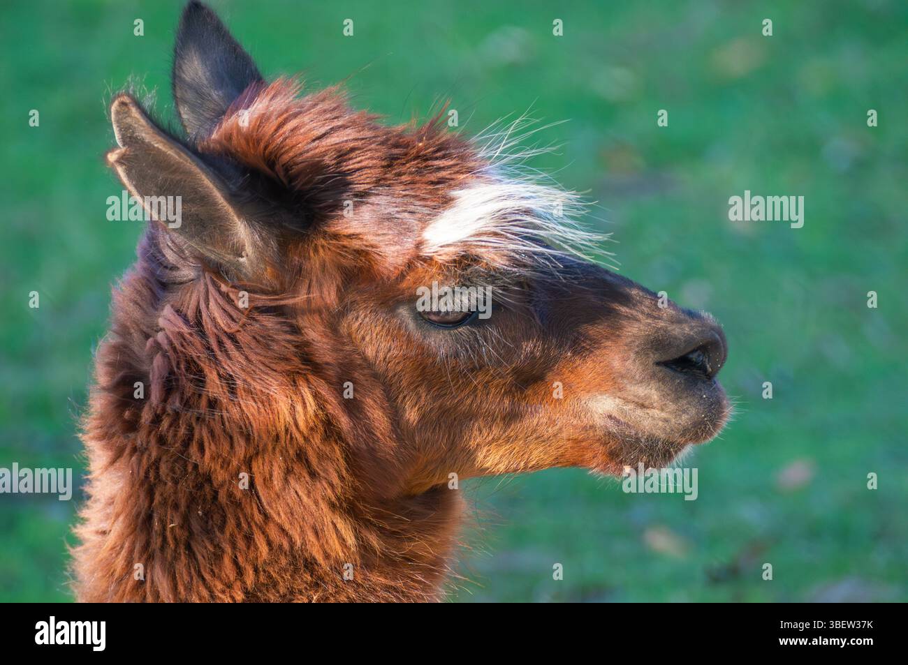 Ein reifes Lama posiert im Profil und zeigt sein dickes, pelziges Fell und seine markanten Gesichtszüge, während es von üppigem grünem Gras in einer friedlichen Umgebung umgeben ist Stockfoto