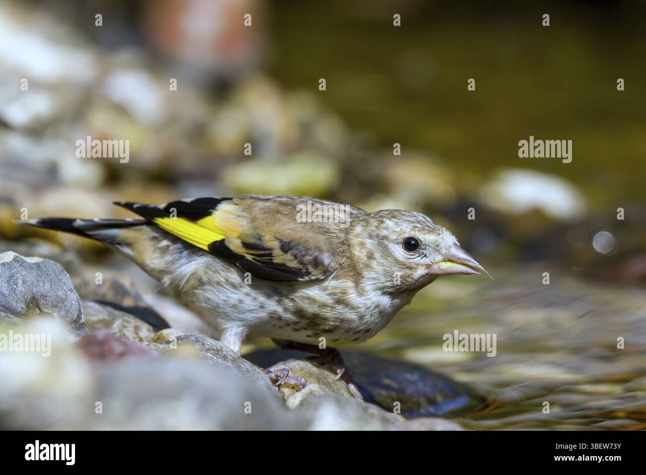 Goldfinch - Jungvogel trinken (Carduelis carduelis) Stockfoto