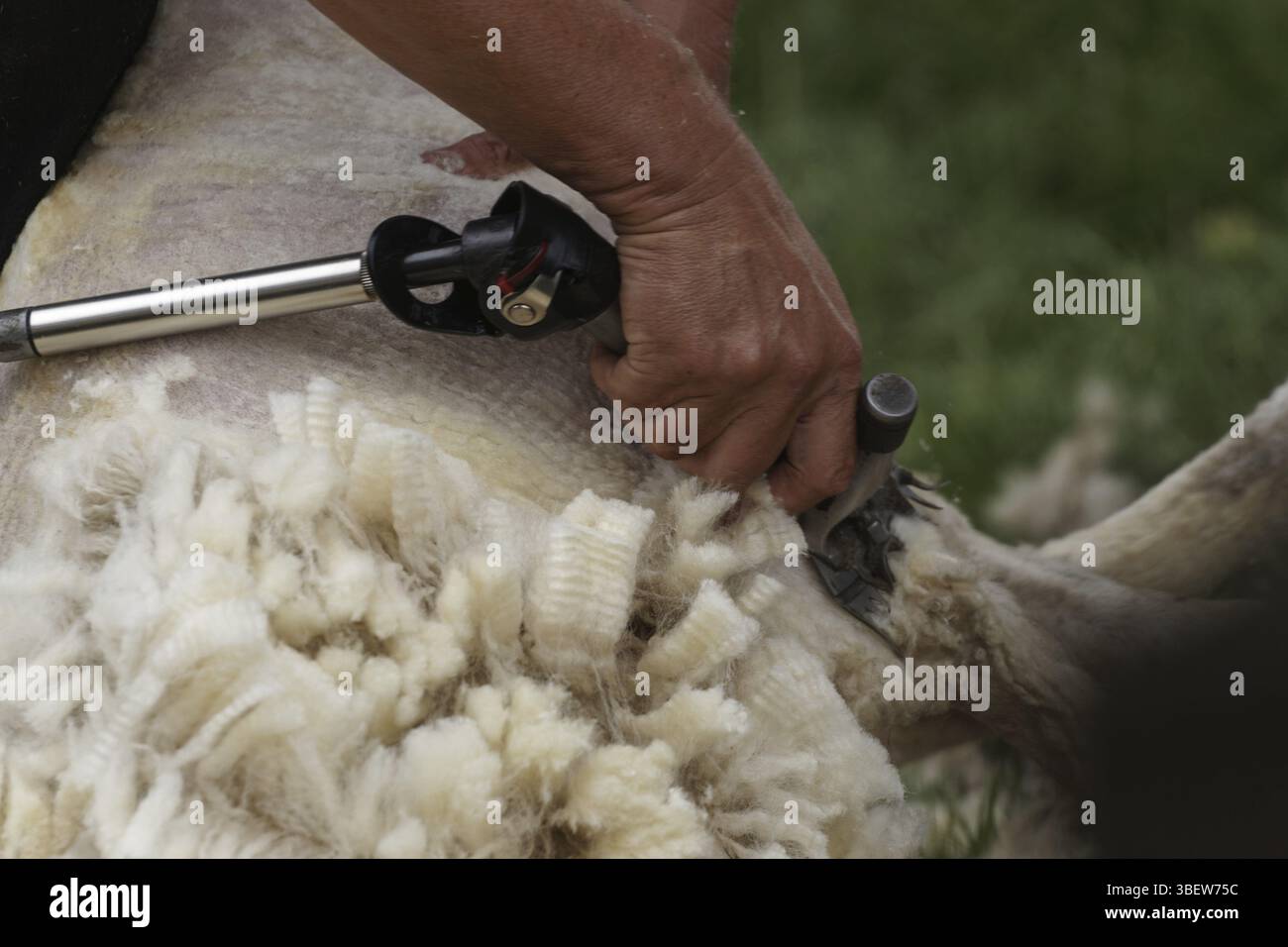 Schafschere (Ovis orientalis aries) Stockfoto