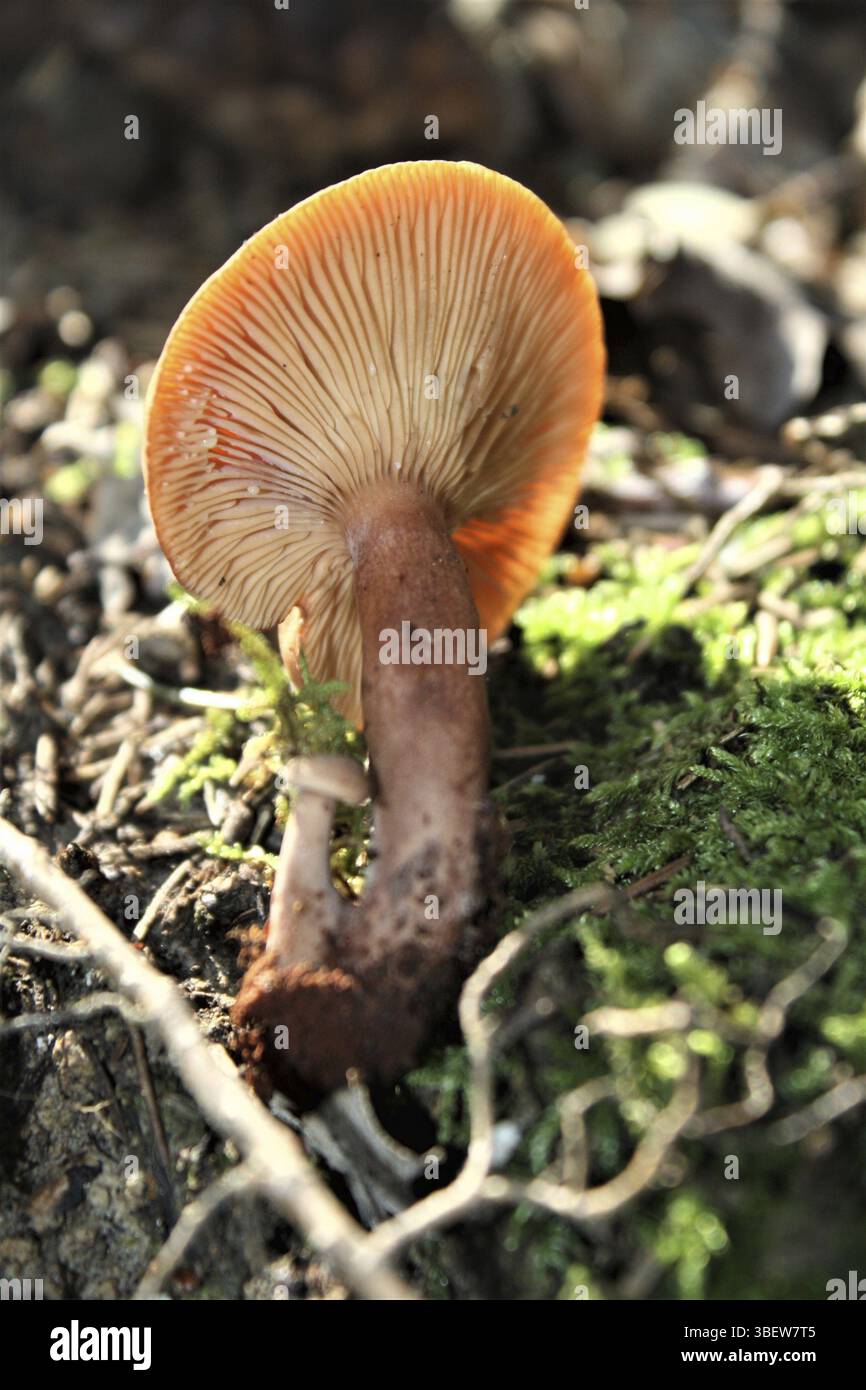 Lactarius rufus (Lactarius rufus) Stockfoto
