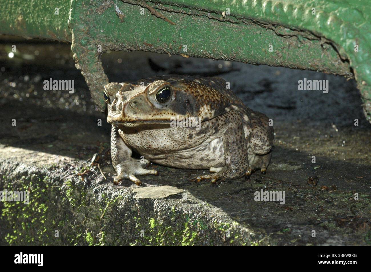 Aga-Kröte (Bufo Marinus) Stockfoto