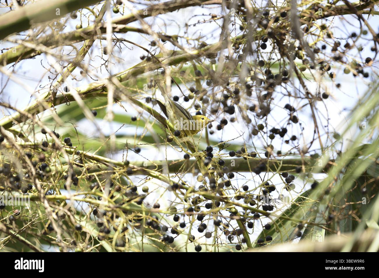 Kiefernwürfel, weiblich (Dendroica pinus) Stockfoto