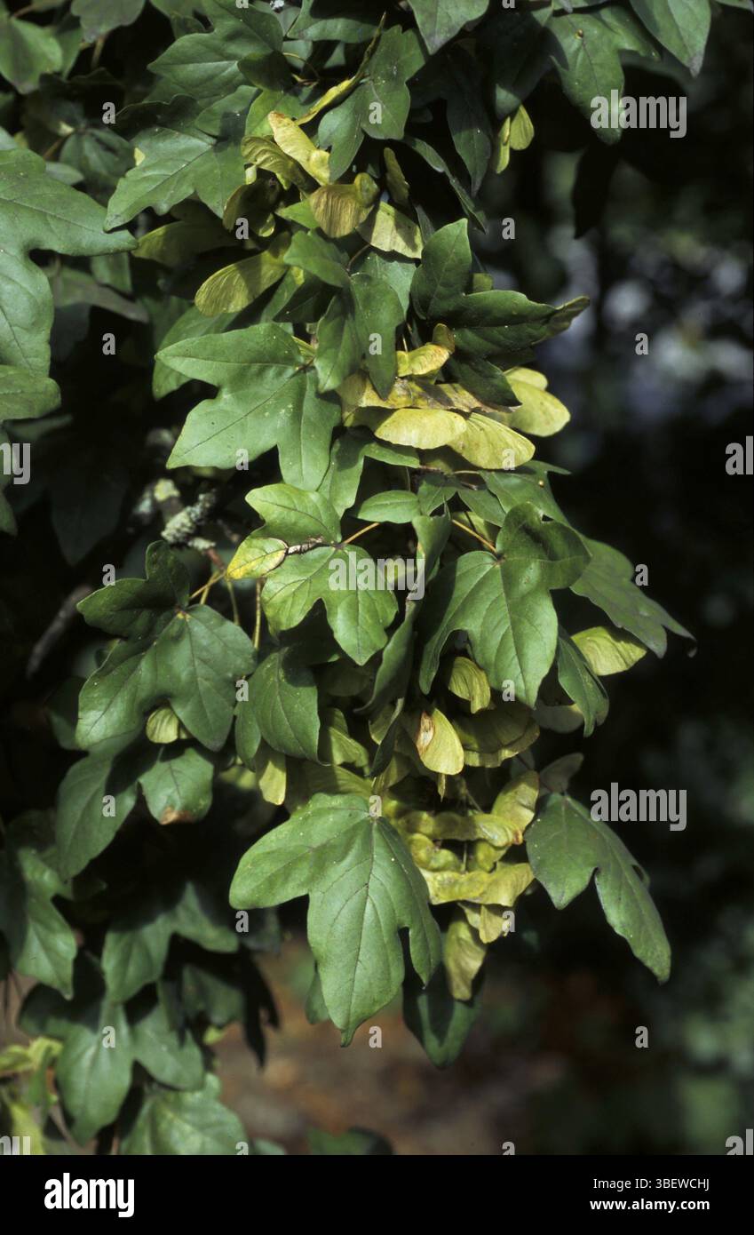 Feldahorn (Acer Campestre) Stockfoto
