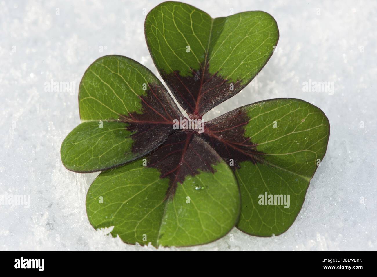 Glücksklee (Oxalis tetraphylla) Stockfoto