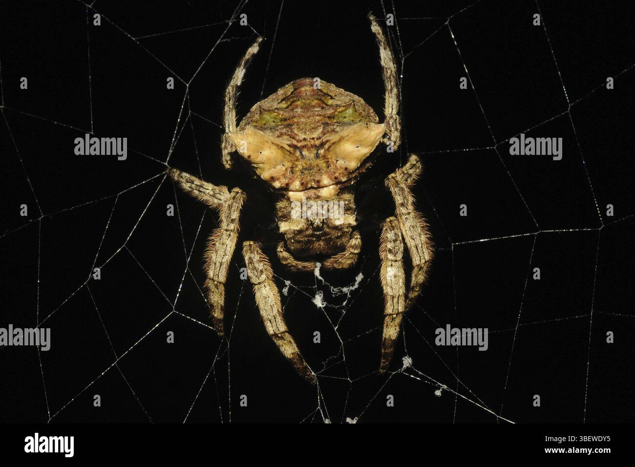 Webspinne Thailand (Aranae) Stockfoto