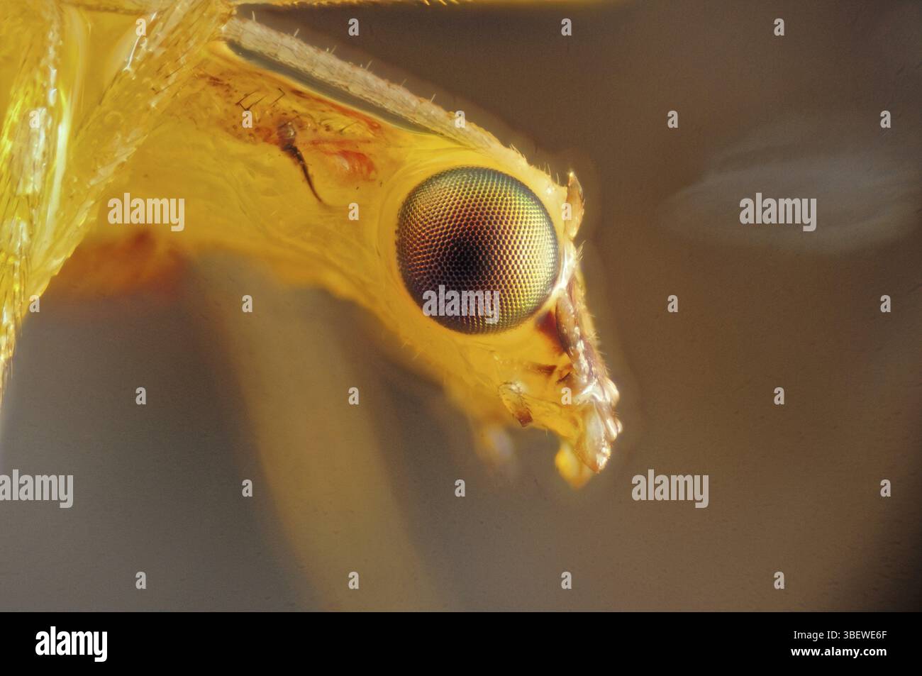 Schnürung (Chrysoperla carnea) Stockfoto