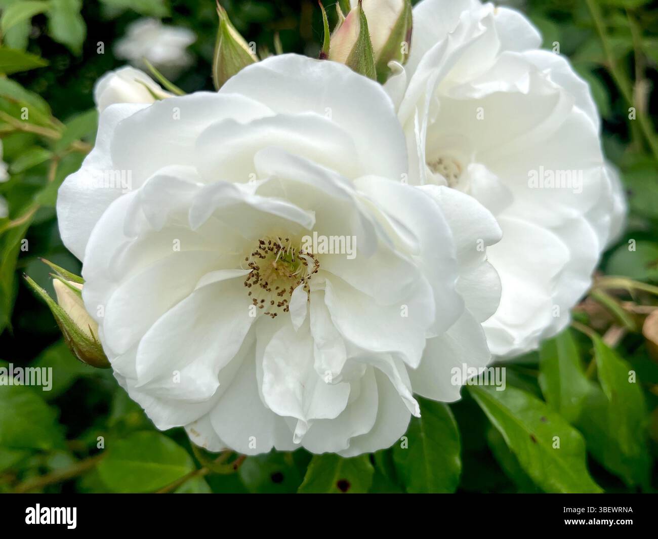 Weiße Moschusrose Rosa moschata Herrm. Historische duftende Rosensorte mit weichen weißen Blüten - Smartphone-aufgenommenes Stockfoto