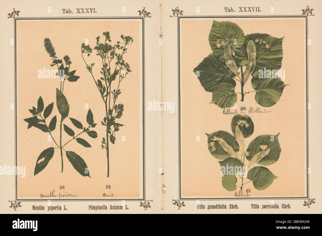 Kösel, J., Mentha piperita L. Pimpinella anisum L., Pfefferminze und Anis, Recto - handgeschriebener, fotomechanischer Druck, Seite, Fotos, fotografische illustrierte Bücher, Tab. XXXVI., Recto - bedruckt, menthe poivrée anis, Höhe 136 mm, Breite 95 mm, Fotograf, 1884 - 1894, Papier, Kollotype, heller Druck, Klischeemacher Stockfoto