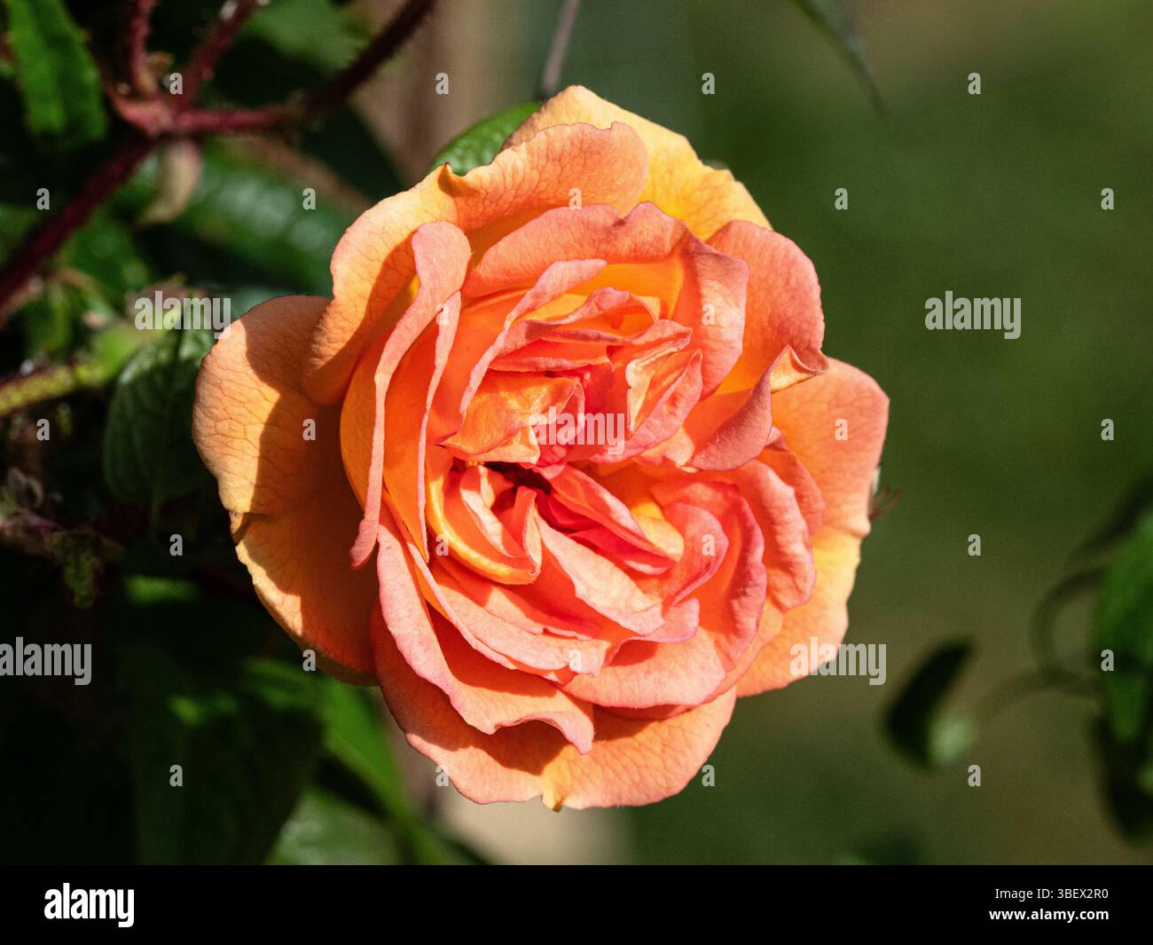 Eine einzelne blassorange Doppelblume der umherziehenden Rose Rosa 'Ghislaine de Feligonde Stockfoto