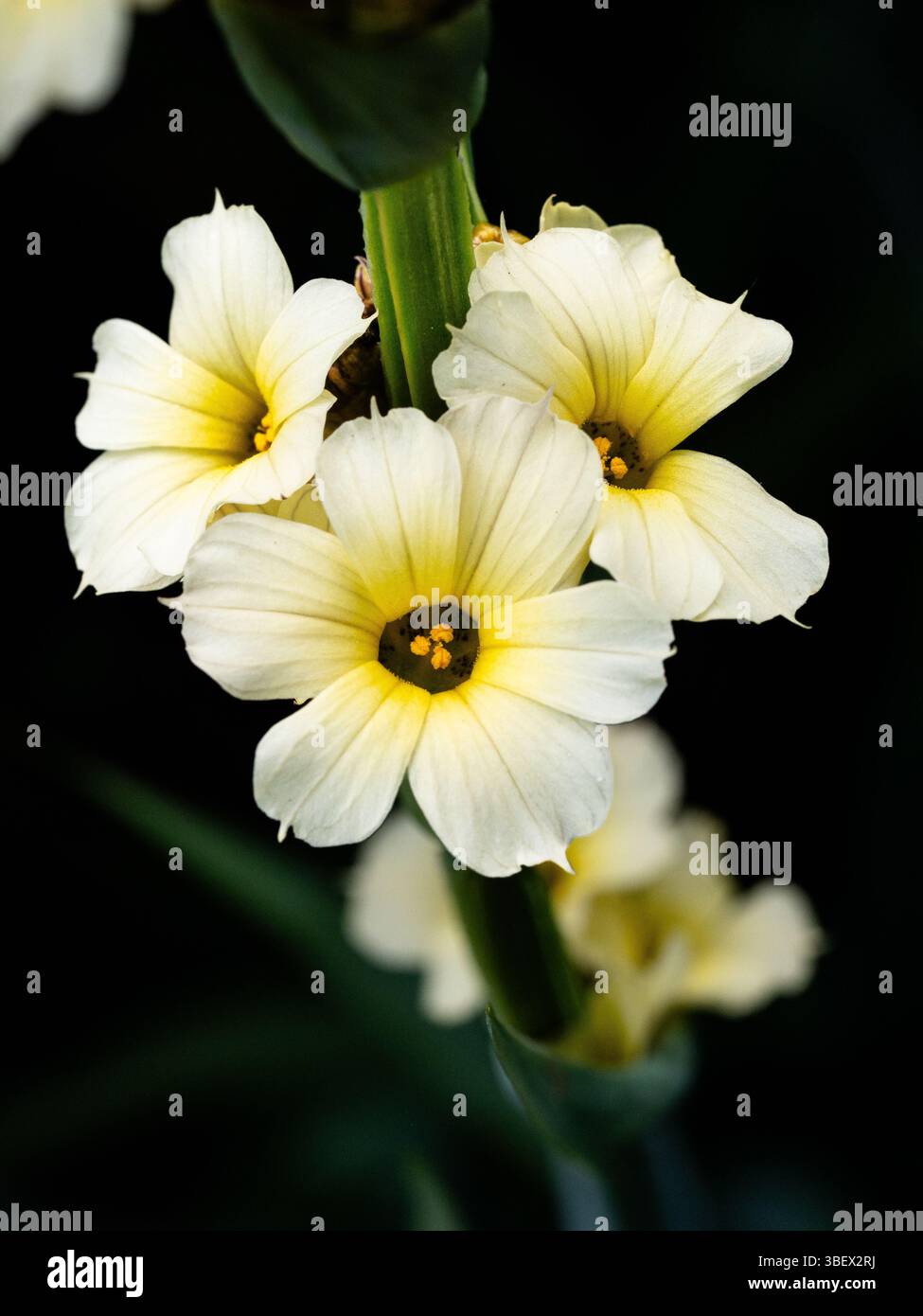 Eine Nahaufnahme einer kleinen Gruppe der blassgelben Blüten von Sisyrinchium striatum, dem blassgelben Augengras Stockfoto