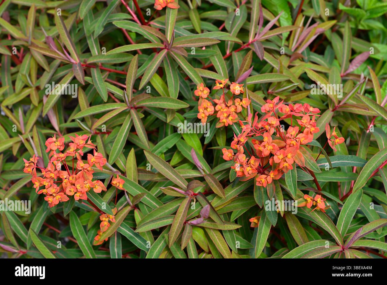 Rote Frühlingsblumen von Spurge, Euphorbia griffithii 'Fireglow UK Garden May Stockfoto