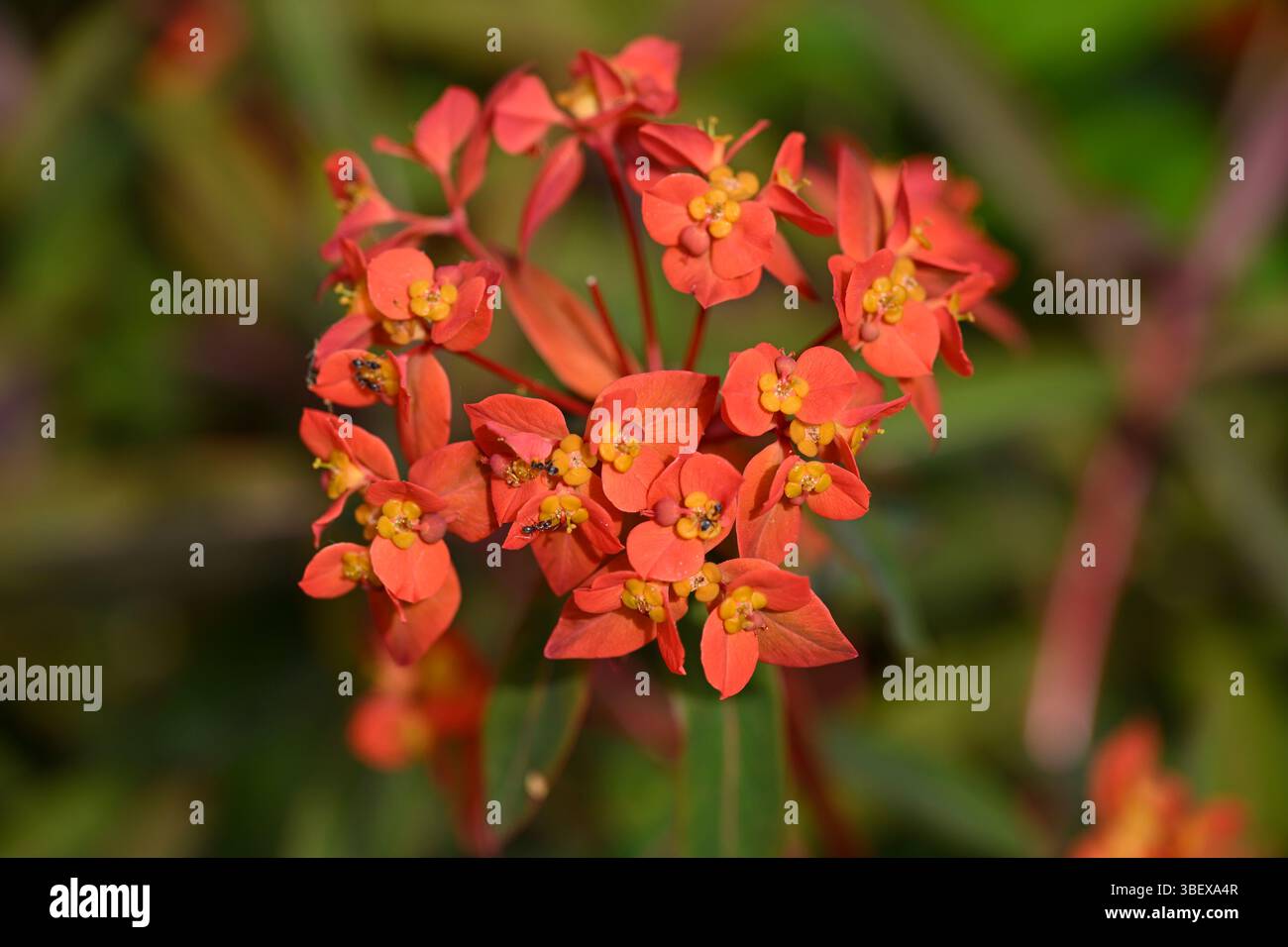 Rote Frühlingsblumen von Spurge, Euphorbia griffithii 'Fireglow UK Garden May Stockfoto