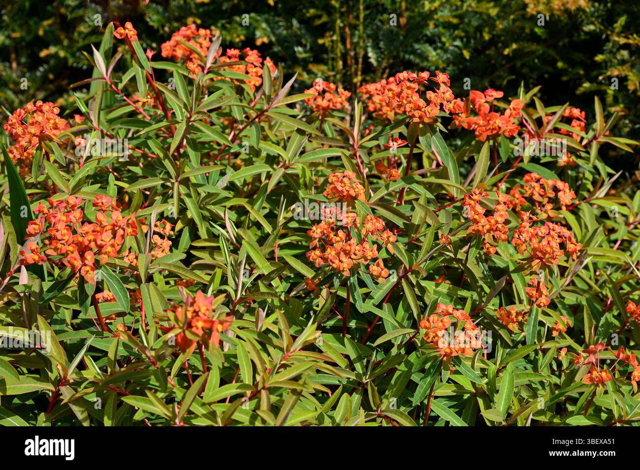Rote Frühlingsblumen von Spurge, Euphorbia griffithii 'Fireglow UK Garden May Stockfoto