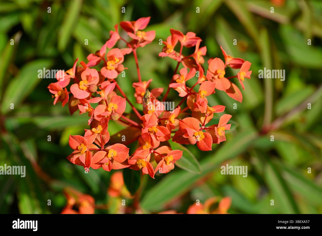 Rote Frühlingsblumen von Spurge, Euphorbia griffithii 'Fireglow UK Garden May Stockfoto