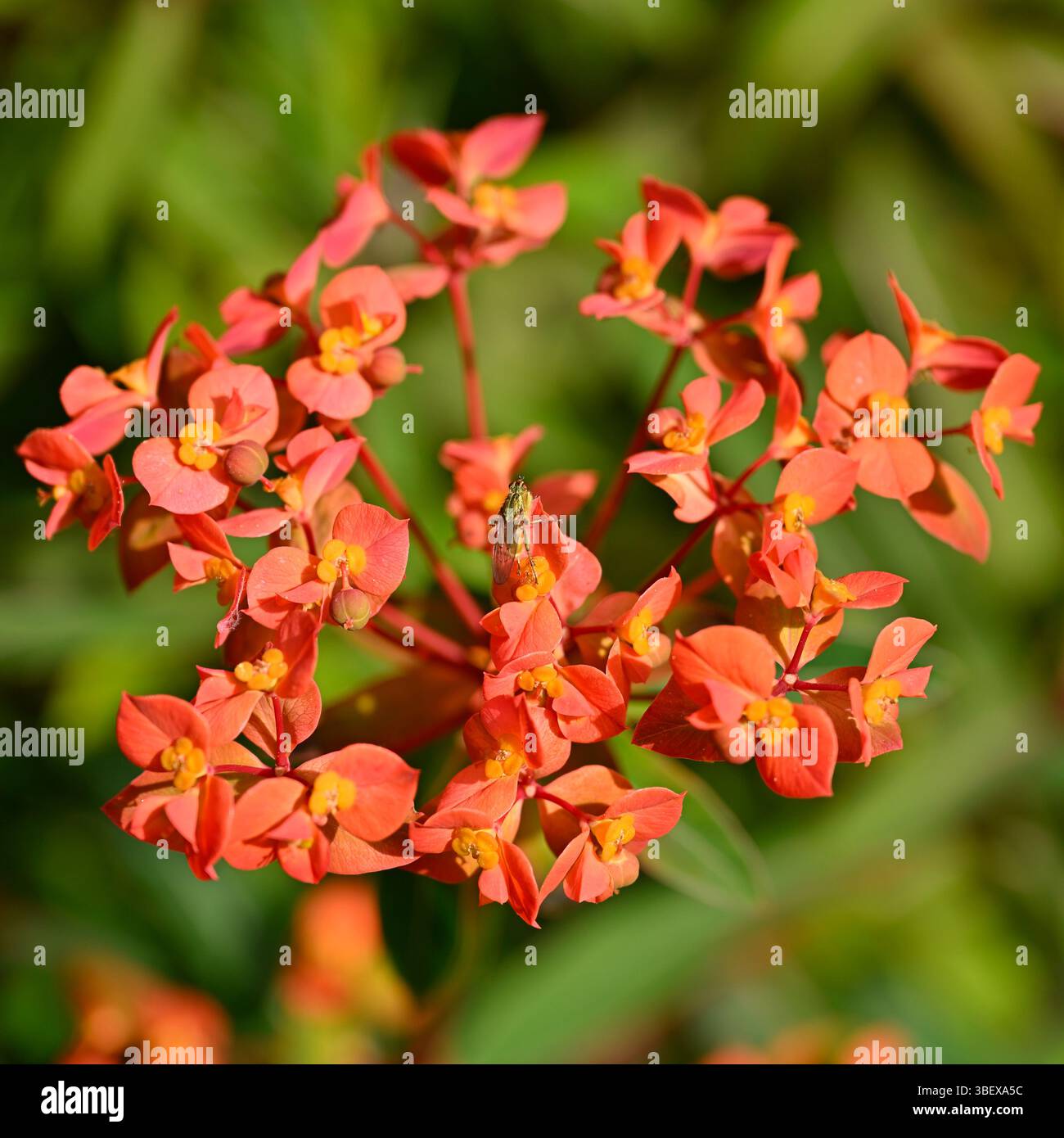 Rote Frühlingsblumen von Spurge, Euphorbia griffithii 'Fireglow UK Garden May Stockfoto