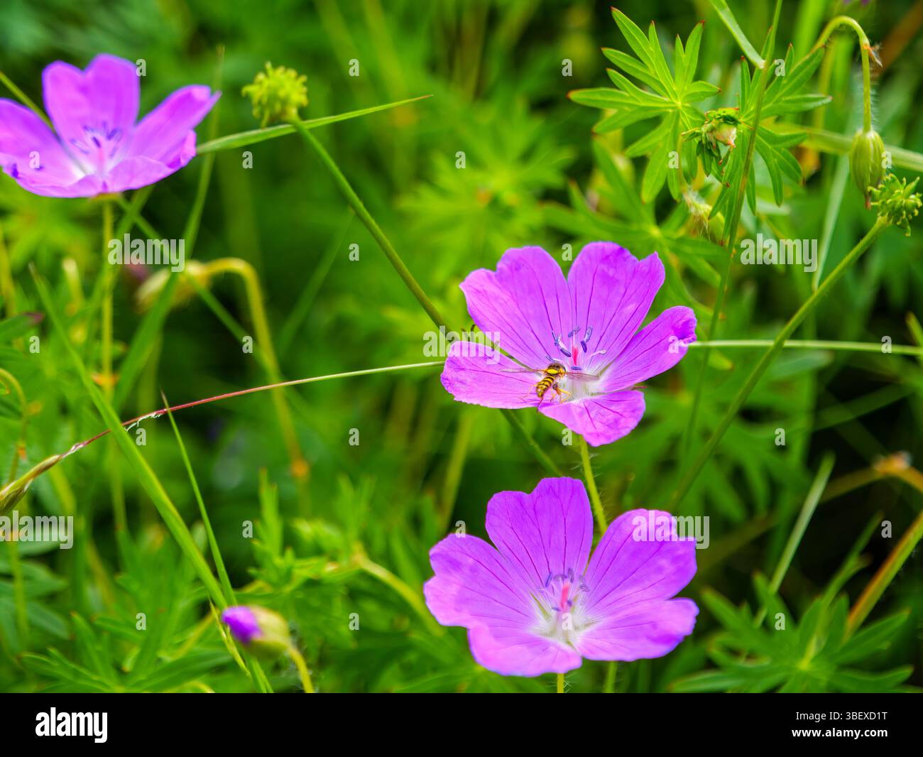 Eine gewöhnliche langkörperfliege (Sphaerophoria scripta) auf einer blutroten, blutigen Kranichschnabelblume (Geranium sanguineum), fotografiert in Tremosine. Tremo Stockfoto