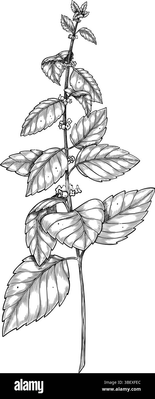 Vektordarstellung des Zweigs Zitronenbalsam im Umrissstil. Lineare Gravur von aromatischen Kräutern, mit schwarzer Tinte bemalt, für Kochbuch oder Rezeptkarte. Gravur von Melissa für die organische Kosmetik. Stock Vektor