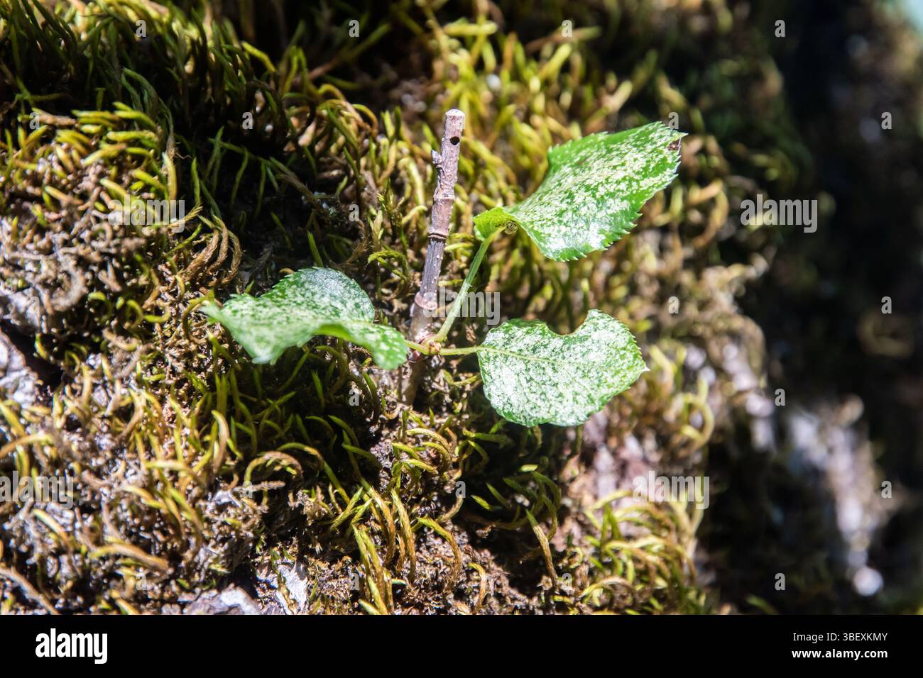Grüner Spross, der aus der Moosrinde wächst Stockfoto
