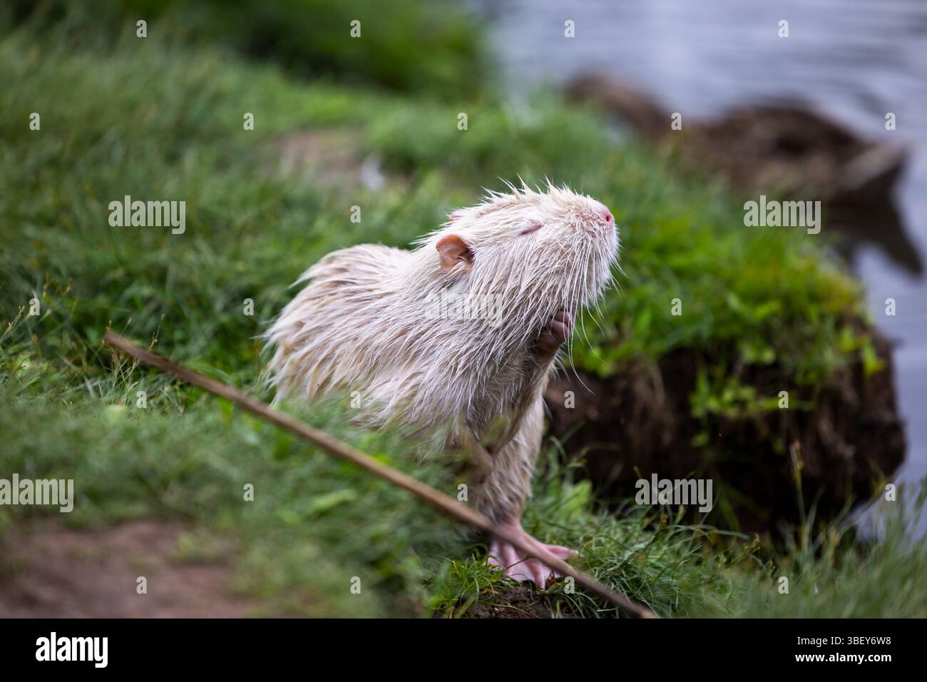 Eine seltene weiße Nutria oder Coypu (Myocastor coypus) steht am Ufer eines Teiches und reinigt und pflegt sich selbst. Stockfoto