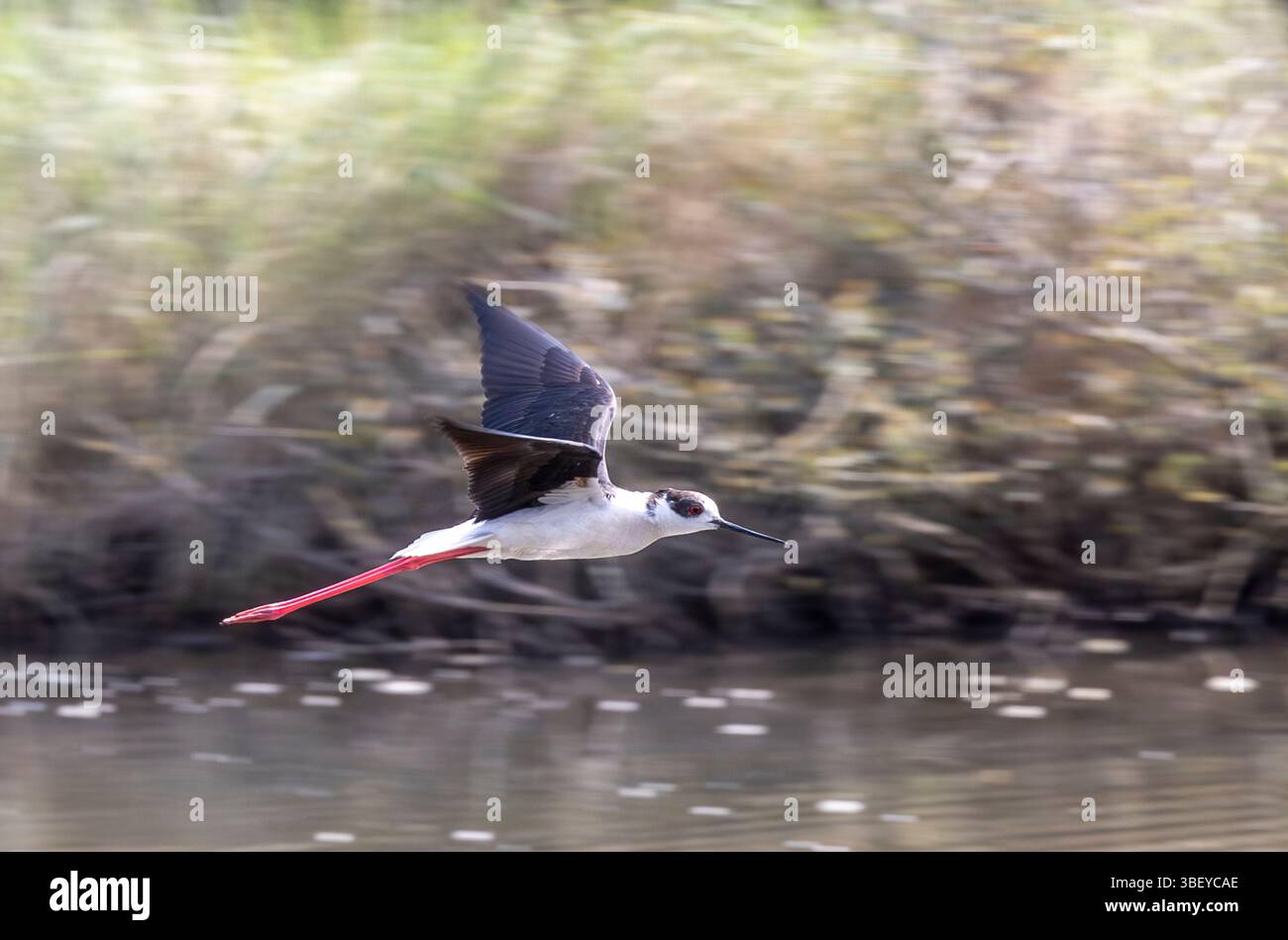 Die Schwarzflügelstelze (Himantopus himantopus) ist eine weit verbreitete, sehr langbeinige Watvögel in der avocet- und Stelzenfamilie Recurvirostridae Stockfoto