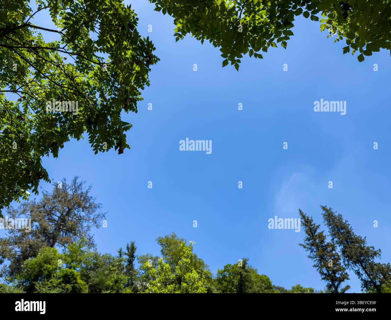 Grüne Äste, die klaren blauen Himmel umrahmen, natürliche Blattgrenze, Tageslicht, Sommer-Naturszene, abstrakter Hintergrund für Design oder Konzept. Stockfoto