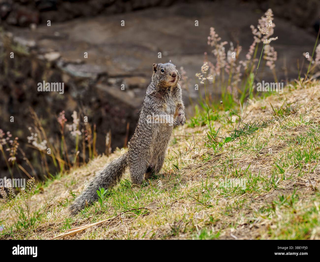 Das Steinhörnchen (Otospermophilus variegatus) an der archäologischen Stätte der Großen Pyramide, Cholula, Puebla State, Mexiko Stockfoto