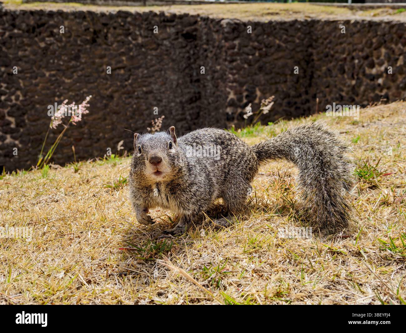 Das Steinhörnchen (Otospermophilus variegatus) an der archäologischen Stätte der Großen Pyramide, Cholula, Puebla State, Mexiko Stockfoto