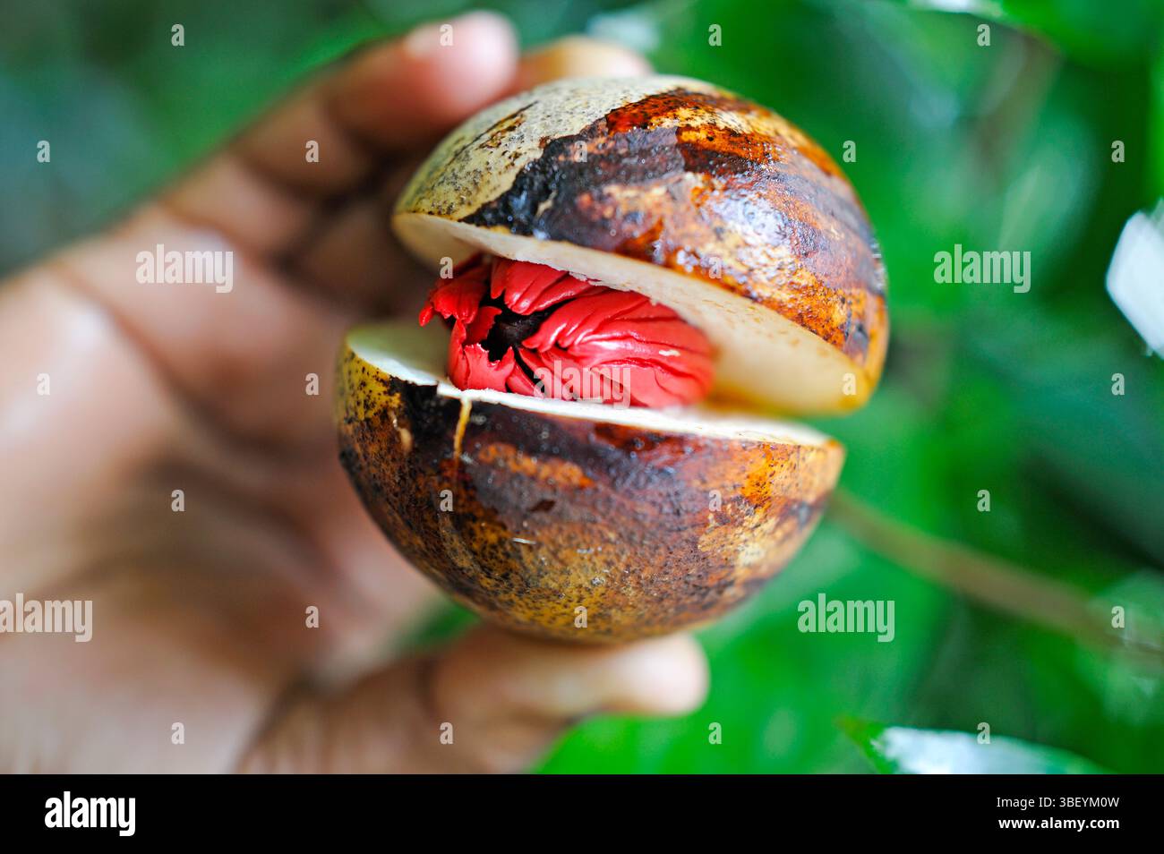 Frucht von Myristica duftet Baum mit einem braunen Samen, Muskatnuss, bedeckt von einem roten Aril, Kumily, Kerala, Indien Stockfoto