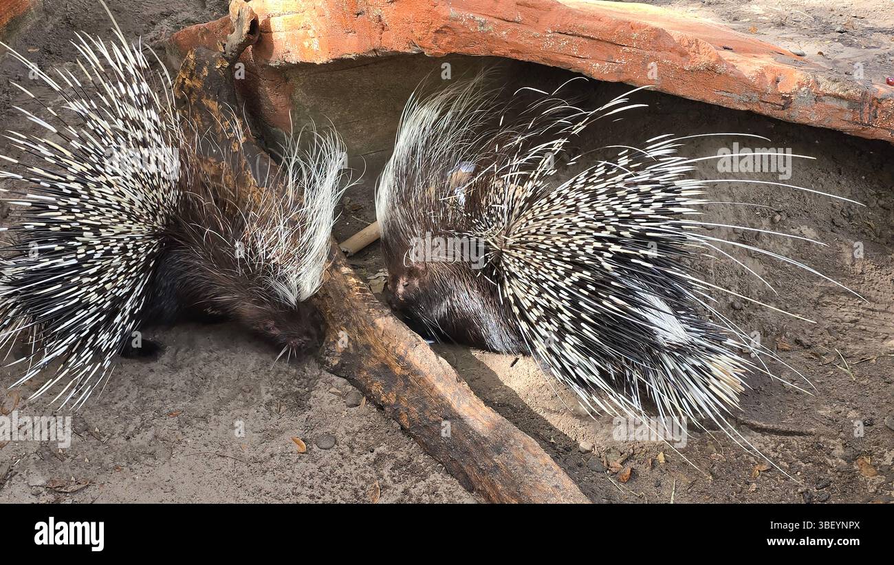 African Cape Stachelschwein, Central Florida Zoo, Vereinigte Staaten von Amerika Stockfoto